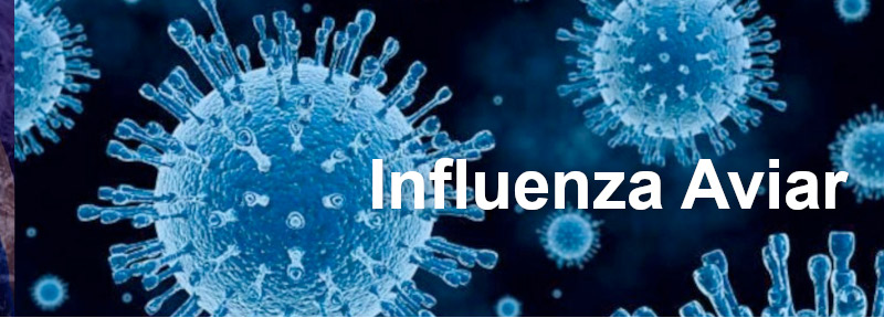 Influenza Aviar