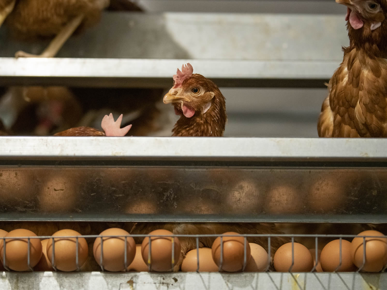 Sostenibilidad de los distintos sistemas de producción de huevos