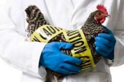 SAG lideró simulacro de foco de influenza aviar