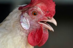 Controlan foco de influenza aviar en plantel de ponedoras