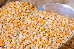 Brasil: proyectan producción y exportaciones récord de maíz