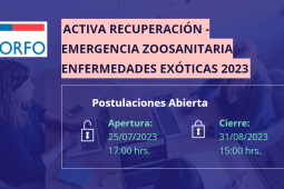 Corfo lanza línea de apoyo a avicultores afectados por influenza aviar