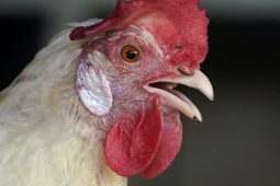 SAG pone a disposición manuales de bioseguridad para el sector avícola