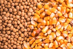 Argentina: sequía histórica agrava retraso en siembra de soya y maíz