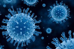 Crece amenaza al sector avícola de Sudamérica por focos de influenza aviar