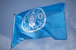 La FAO prevé una nueva crisis de influenza aviar en 2024