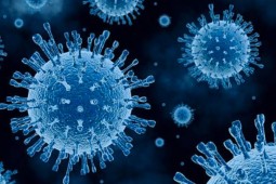 Detectan circulación del virus de influenza aviar de alta patogenicidad en Chile
