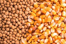 Año 2022 cierra con altos costos para la producción de huevos