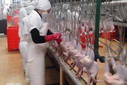 Detectan nuevo foco de influenza aviar en un plantel avícola industrial