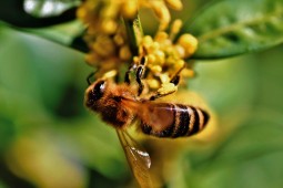 Presentación a apicultores