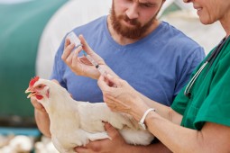 Declaración por foco de influenza aviar en plantel avícola comercial