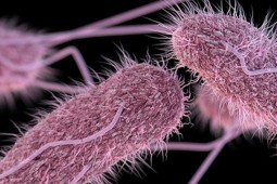 SAG crea programa de control y reducción de salmonella spp. en la cadena avícola