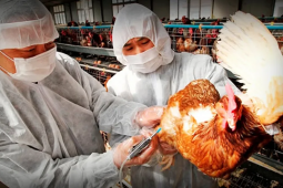 Se incrementa amenaza de influenza aviar en Sudamérica