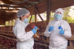 Autoridades y Chilehuevos fomentan la bioseguridad en pequeños productores