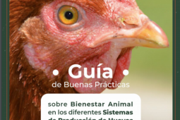 Desarrollan sistema de verificación externa de bienestar en ponedoras