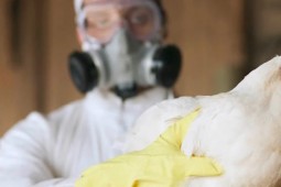Reportan influenza aviar H5N1 en México y Colombia
