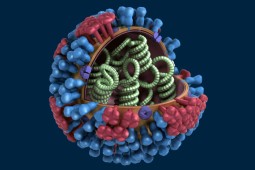 Alerta por reaparición en octubre de focos de influenza aviar en EEUU y México