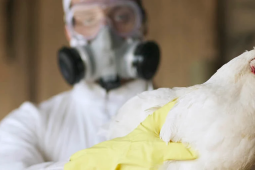 La influenza aviar se extiende en el mundo y se teme que llegue a Sudamérica