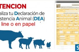 SAG llama a realizar Declaración Anual de Existencia Animal