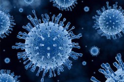 Sector avícola de Chile se mantiene libre de influenza aviar